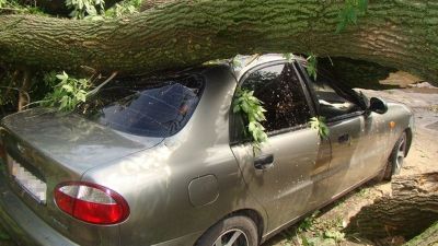 Челябинец отсудил 200 тысяч за рухнувшее на машину дерево