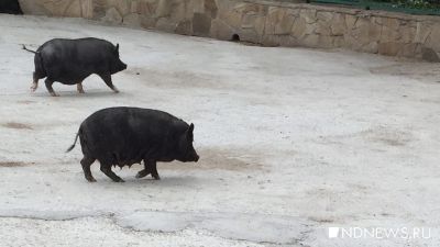 На Урале снимают карантин по африканской чуме свиней