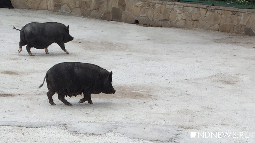 «Надежный заслон африканской чуме свиней» ставят в Зауралье