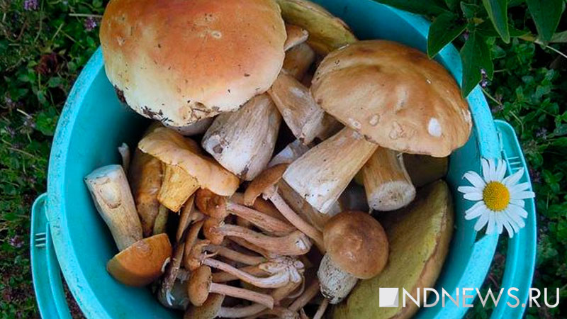Ученые рассказали о влиянии грибов на здоровье человека