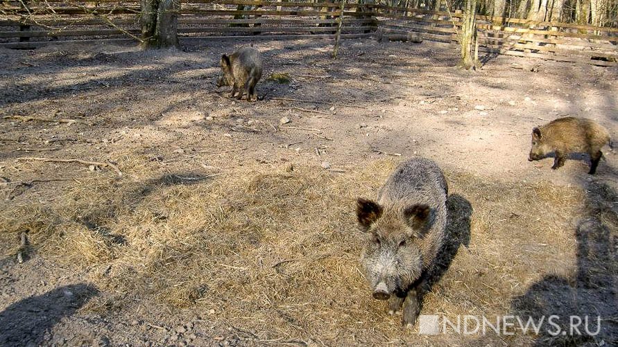 В Китае бушует смертельная диарея свиней