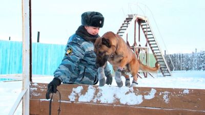 Корейские собаки-клоны будут охранять заключенных в Якутии