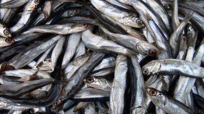 Хамсы не будет? В Азово-Черноморском бассейне резко снизились объемы рыбного промысла