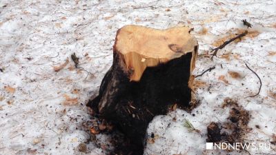 В Иркутской области повязали крупного контрабандиста древесины