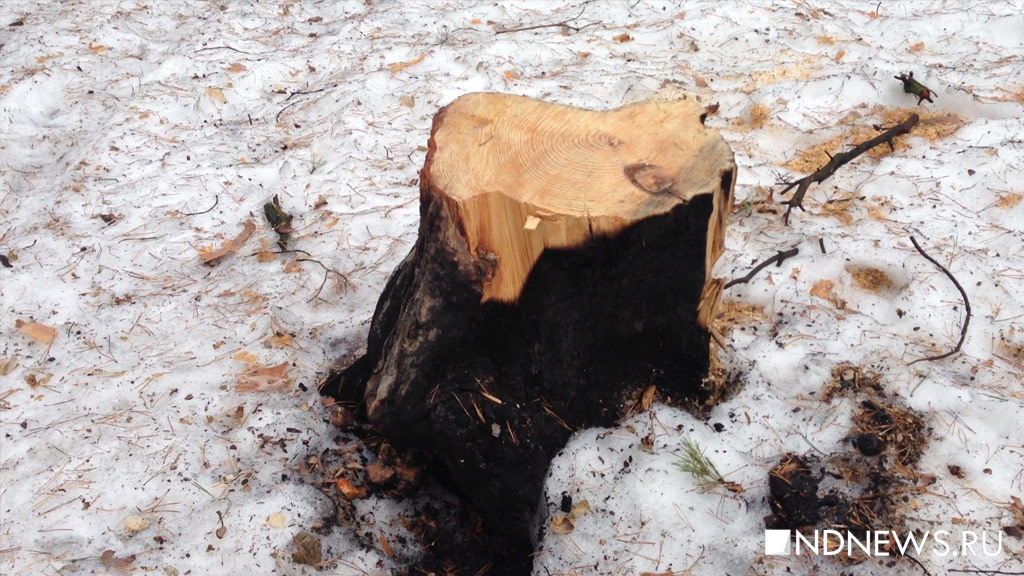 В Иркутской области повязали крупного контрабандиста древесины