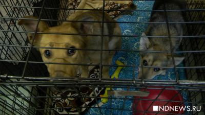 Год собаки на пороге: приюты для бездомных животных ждут помощи от неравнодушных горожан (ФОТО, ВИДЕО)