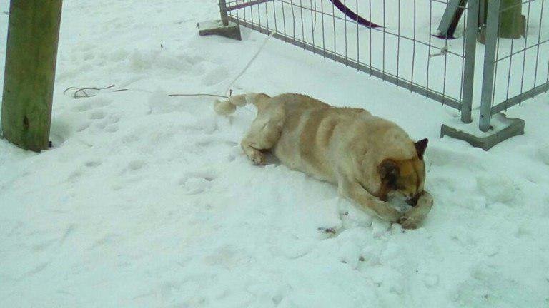 Полиция ищет очевидцев гибели собаки, которую нашли в Новый год привязанной в куче петард (ФОТО)