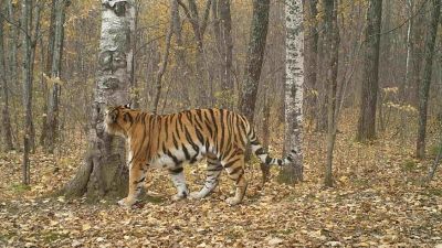 Специалисты центра «Амурский тигр» выяснят, кто напал на охотников