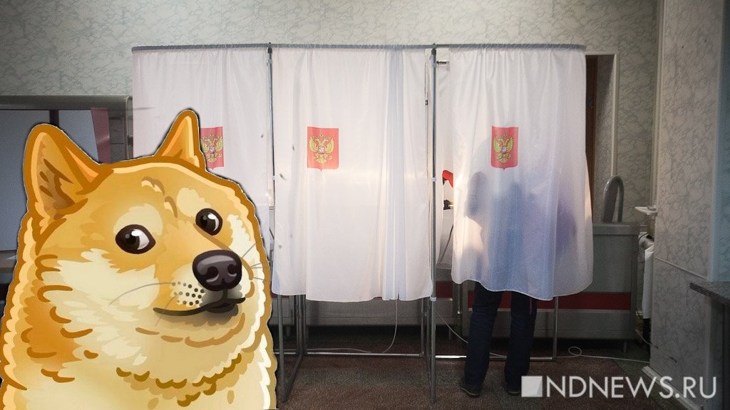 Выученная беспомощность: что общего у собаки Павлова и россиянина, который не хочет идти на выборы