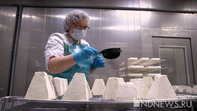 В Свердловской области создают аналог мягких французских сыров Buche и Valencay (ВИДЕО)