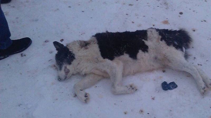 В Югре догхантеры убили собак, трупы животных вывезли на местную свалку (ФОТО)