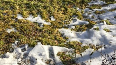 Весна торопится на Южный Урал: на Таганае раньше времени проснулись муравьи