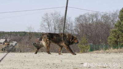 Жители еще одного города просят спасти их от стай бродячих собак