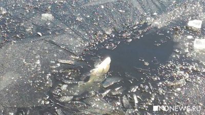 В реке под Красноуральском почернела вода и умерла рыба (ФОТО)