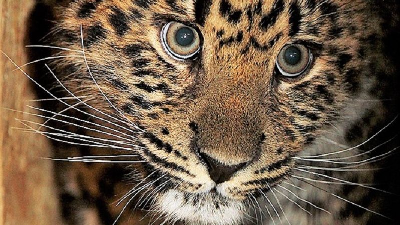В Екатеринбургском зоопарке поселилась пара самых редких котиков (ФОТО)