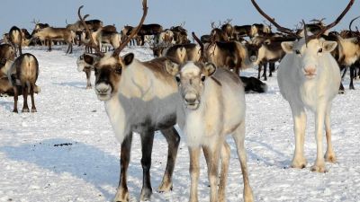 Ученые встревожены критическим потеплением в Арктике