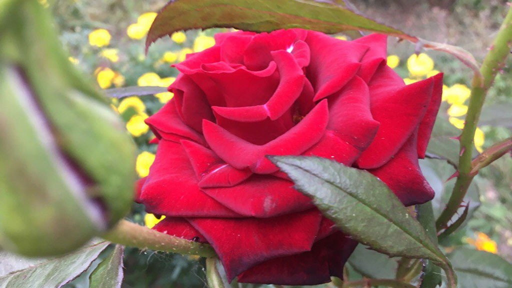 Ученые открыли способ сделать розы ярче и ароматнее