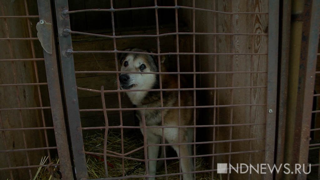 В крематории приюта для собак нашли 18 мертвых щенков в пакете