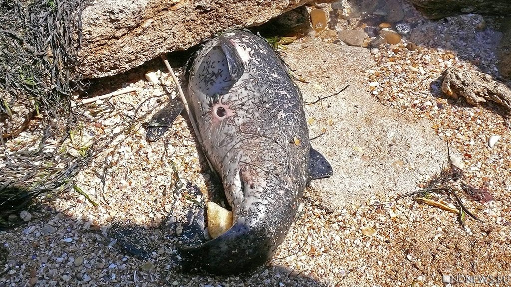 Дельфинов у берегов Крыма уничтожают стаями (ФОТО)