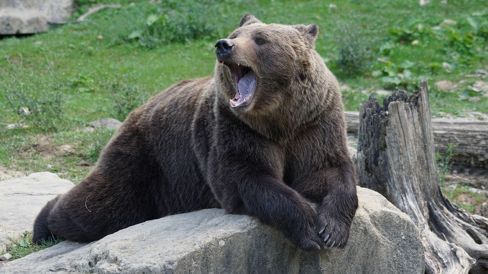 На Ямале медведь напал на рабочих