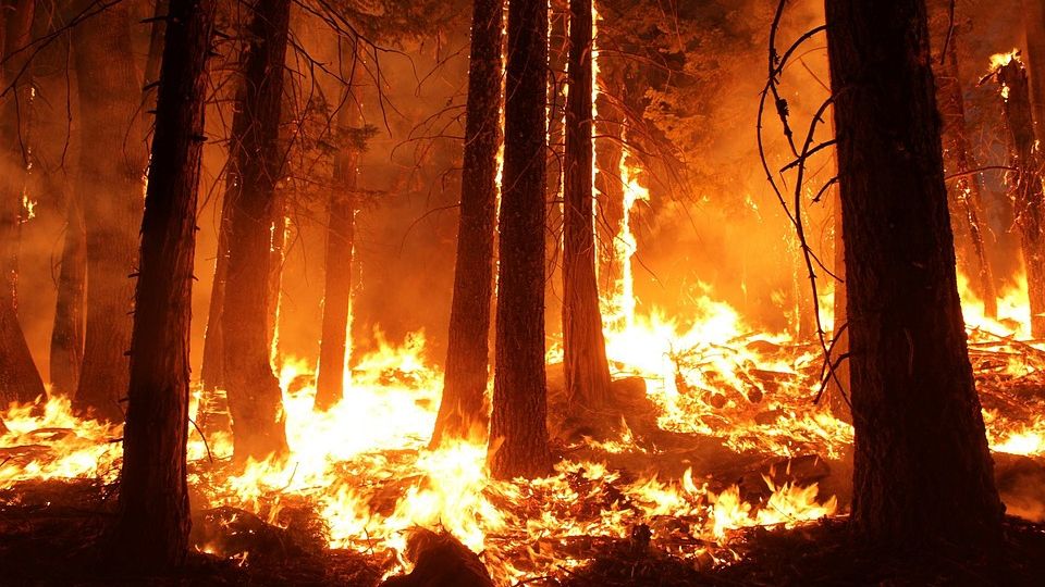 За сутки в Югре сгорело более 55 гектаров леса
