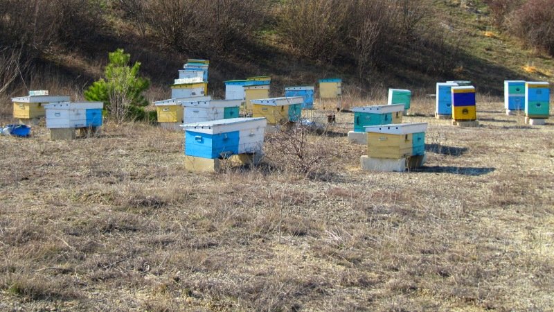 Пасека в крыму. Пасека в крыму. Пчеловоды крыма. Пасека в крыму. Промышленное пчеловодство.