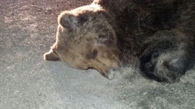 В Тюменской области «Ауди» сбила медведя