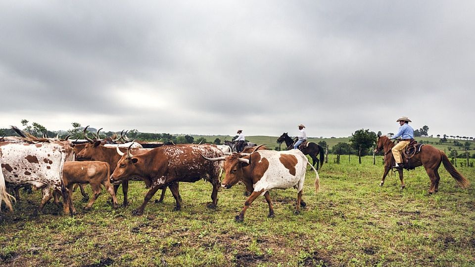 Курганские ковбои украли тюменское стадо коров