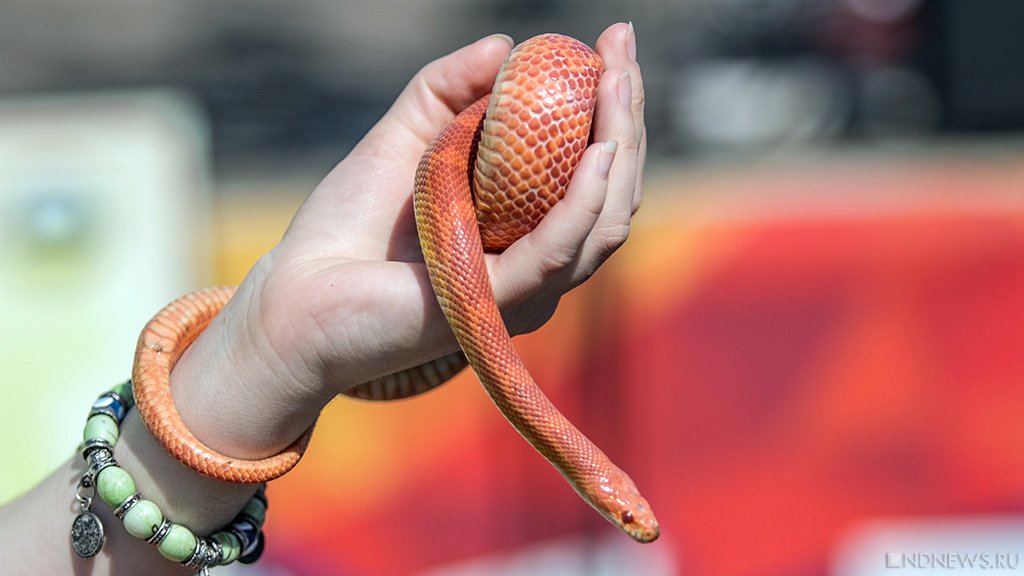 Жительница Хакасии обнаружила змею в унитазе