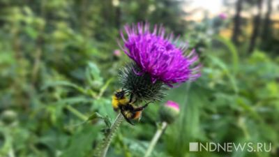 Обновленный Bombus снова выйдет в эфир в Прощеное Воскресенье – слух дня