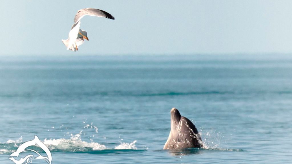 За смерть дельфина рыбаки могут лишиться судна