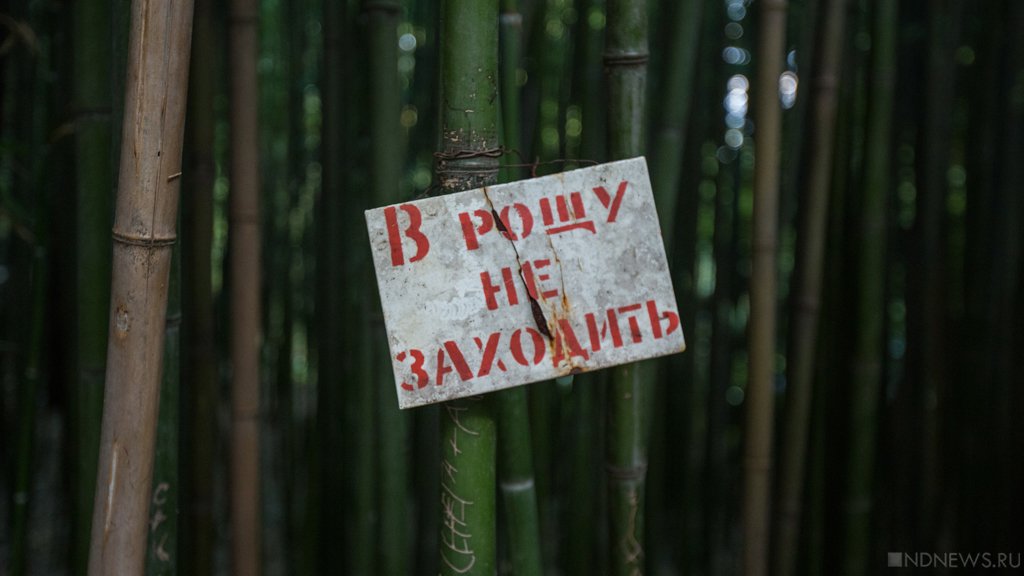 Вход запрещен: крымские леса закрыли до конца лета