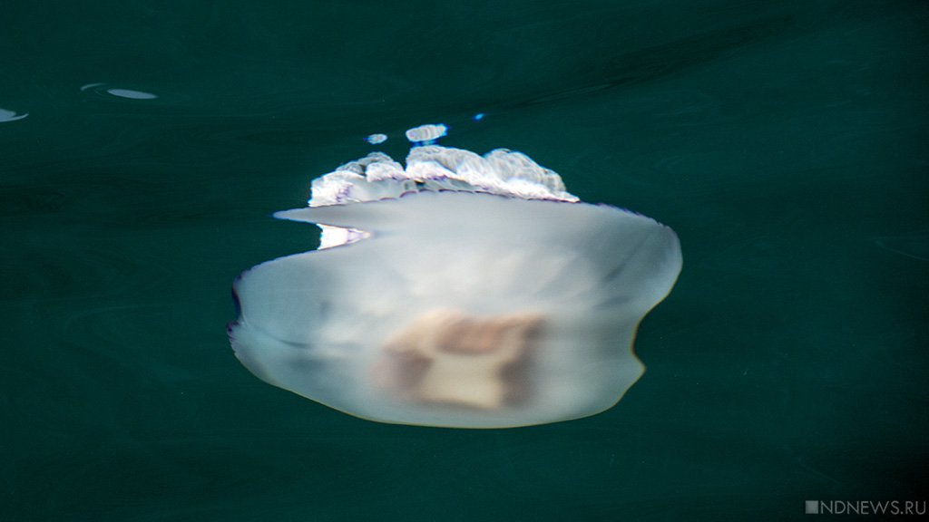 Ученые придумали, как использовать медуз, «кошмарящих» туристов в Азовском море