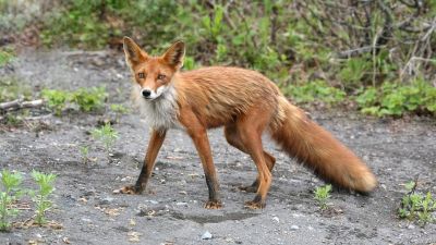 В Татарстане глава поселка застрелил женщину, приняв ее за лису