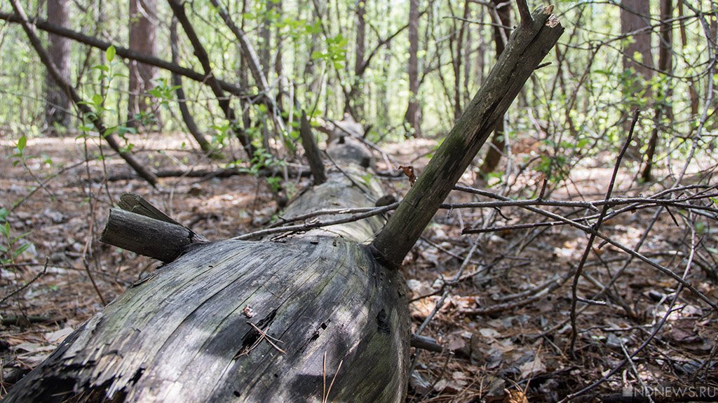 За полгода Челябинская область потеряла из-за «черных» лесорубов 80 миллионов рублей