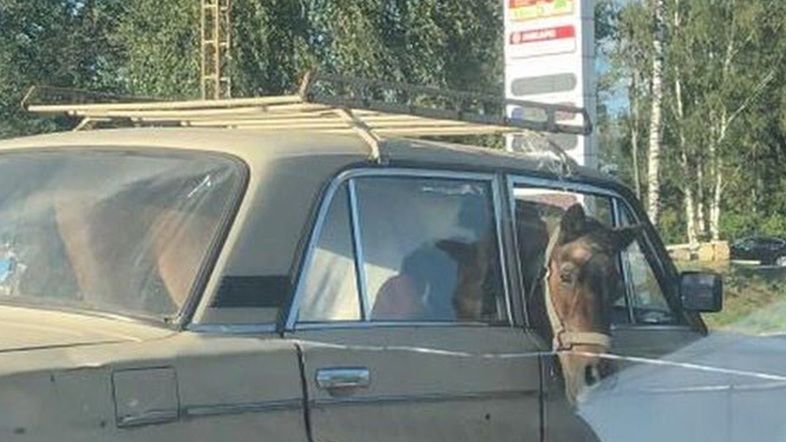 В Москве коня перевозили в «Жигулях». «Как его умудрились запихнуть в салон?», – удивлены в соцсетях