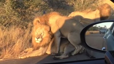 В Африке обнаружили львов-геев и сняли на видео