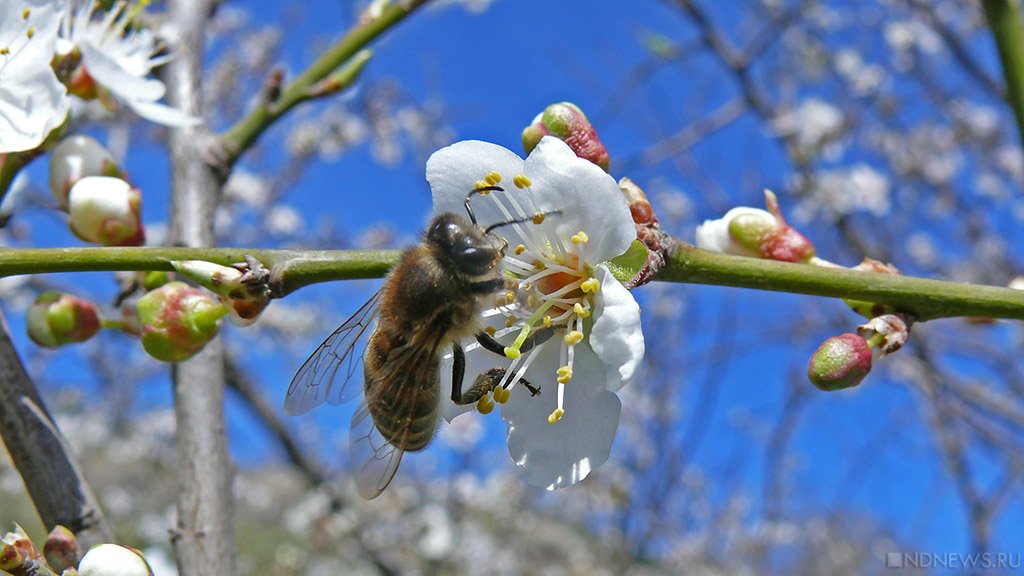 Жителей Петербурга призвали не бояться нашествия пчел