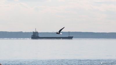 В ЮАР задержали российское судно с нелегальной взрывчаткой и оружием