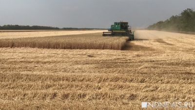 Глобальное потепление станет причиной массового голода