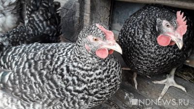 ФАС проверяет обоснованность роста цен на курятину и яйца