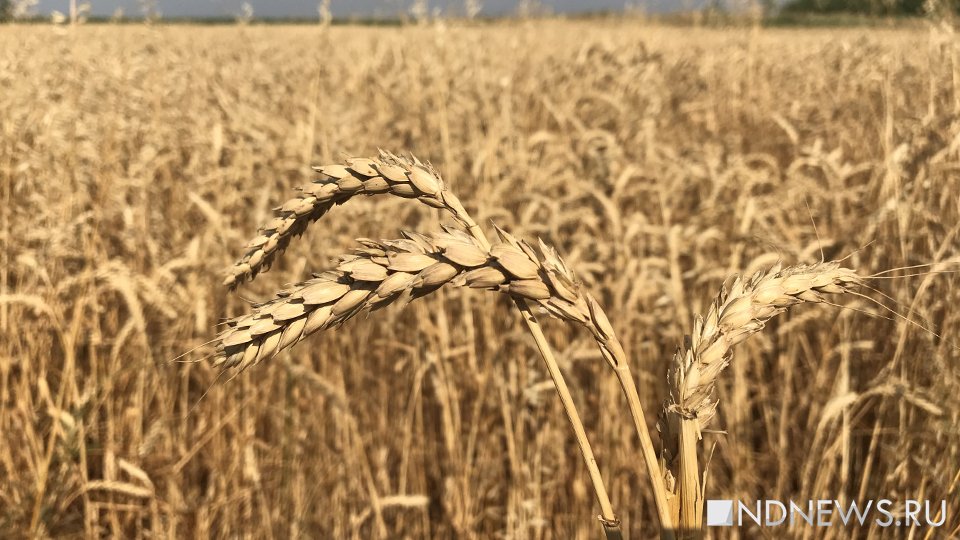На Урале собрано более трети зерновых