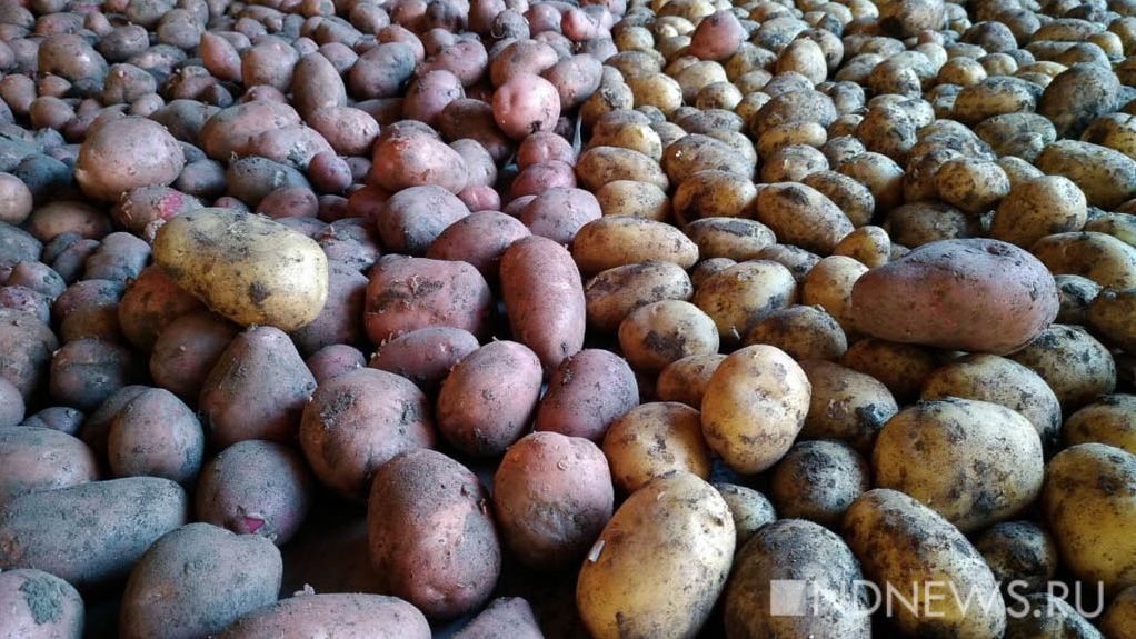 В России на 40% выросли цены на картофель