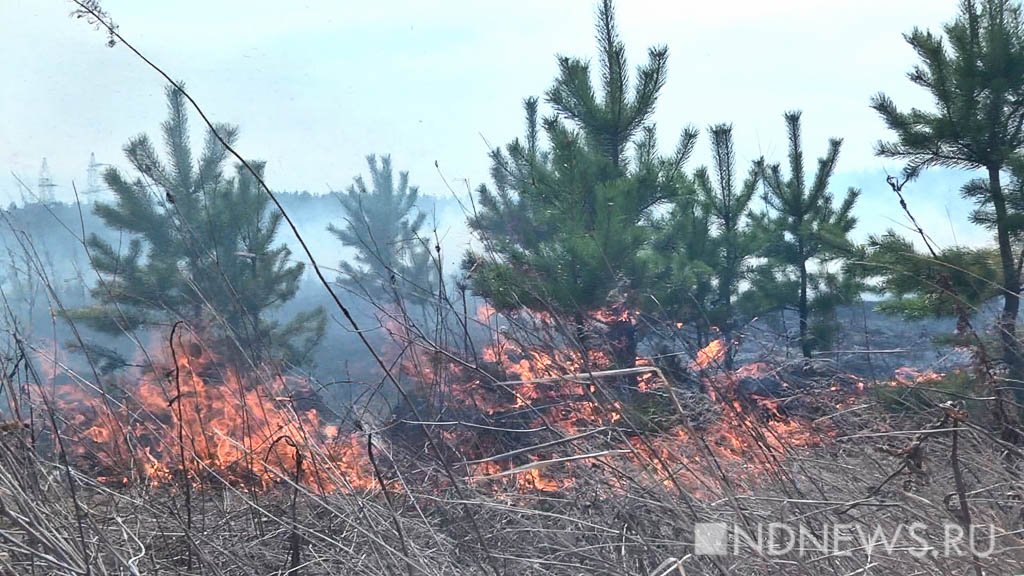 В Свердловской области под Камышловом бушует крупный лесной пожар