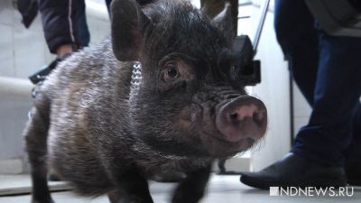 В Челябинскую область прорвалась африканская чума свиней