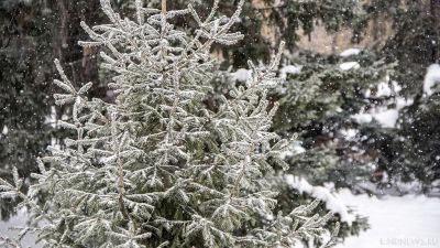 В Киеве установят новогоднюю ёлку без световых гирлянд