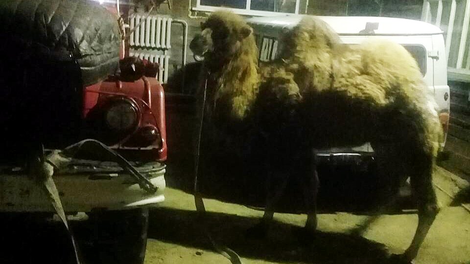 В Иркутской области два верблюда попали в ДТП, один из них погиб