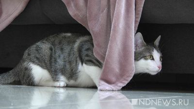Жителям Сингапура разрешили держать кошек в квартирах