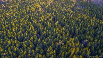 В Свердловской области возник дефицит мест для высадки новых лесов