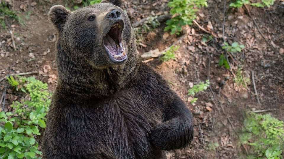 Из-за «мусорной» реформы тюменцы рискуют стать жертвами волков и медведей